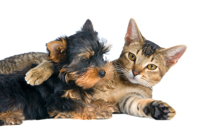 Hunde- und Katzenverhaltensberatung